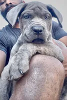 2, a male Cane Corso for sale in Fayetteville, NC – 3 of 3