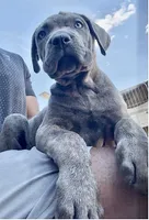 2, a male Cane Corso for sale in Fayetteville, NC – 2 of 3