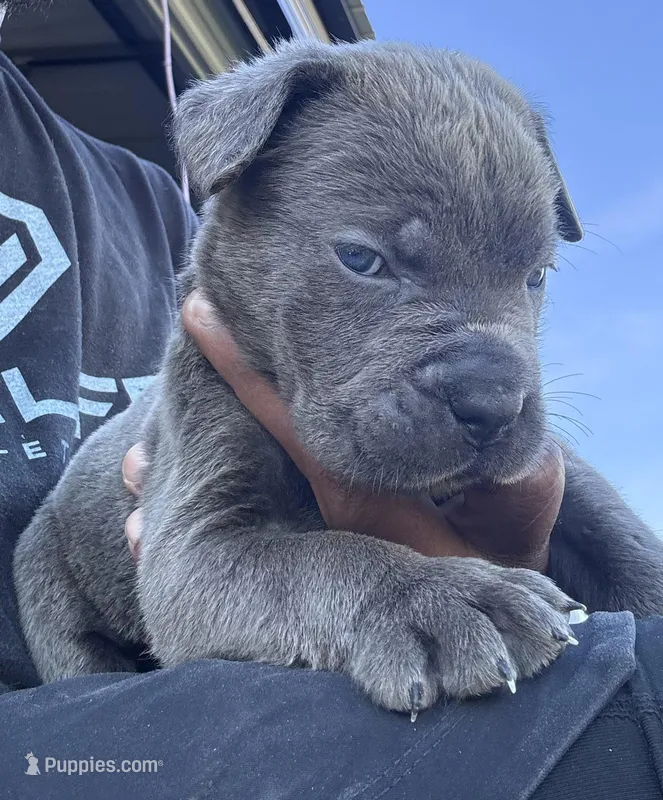 2 – Cane Corso puppy for sale in Fayetteville, NC