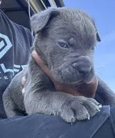 2, a male Cane Corso for sale in Fayetteville, NC – Photo 1 of 4