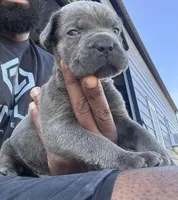 2, a male Cane Corso for sale in Fayetteville, NC – Photo 3 of 4