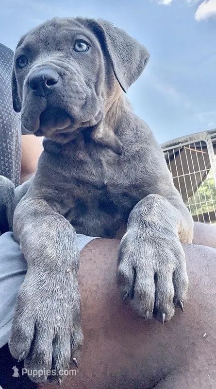 2 – Cane Corso puppy for sale in Fayetteville, NC