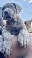 2, a male Cane Corso for sale in Fayetteville, NC – 1 of 3