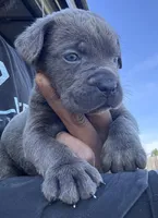 2, a male Cane Corso for sale in Fayetteville, NC – Photo 2 of 4