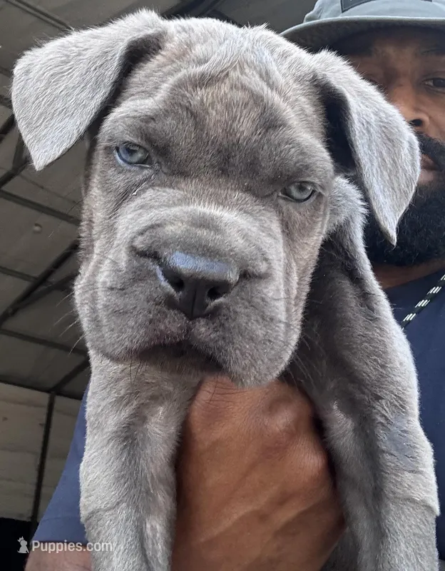 2 – Cane Corso puppy for sale in Fayetteville, NC