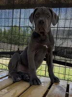 4, a female Cane Corso for sale in Fayetteville, NC – 3 of 4