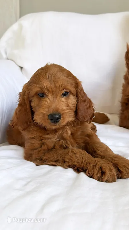 Mr. Light blue  – Miniature Goldendoodle puppy for sale in Atlanta, GA