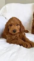 Mr. Light blue , a male Miniature Goldendoodle for sale in Atlanta, GA – 1 of 2