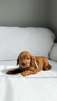 Mr. Light blue , a male Miniature Goldendoodle for sale in Atlanta, GA – 2 of 2