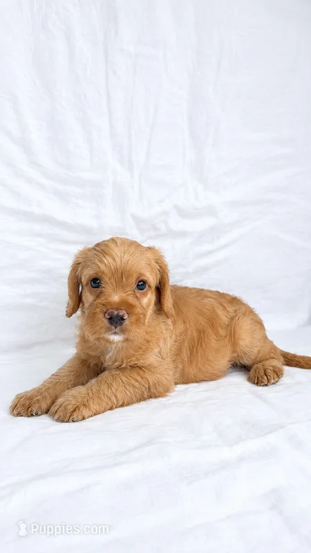 Boy Mini Goldendoodle  – Miniature Golden Retriever, Miniature Goldendoodle puppy for sale in Atlanta, GA