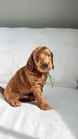 Mr. Green , a male Miniature Goldendoodle for sale in Atlanta, GA – Photo 2 of 2