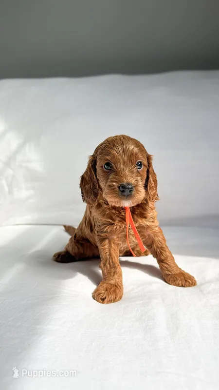 Mrs. Orange  – Miniature Goldendoodle puppy for sale in Atlanta, GA