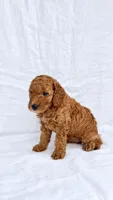 Girl Mini Goldendoodle , a female Miniature Goldendoodle for sale in Atlanta, GA – 2 of 2