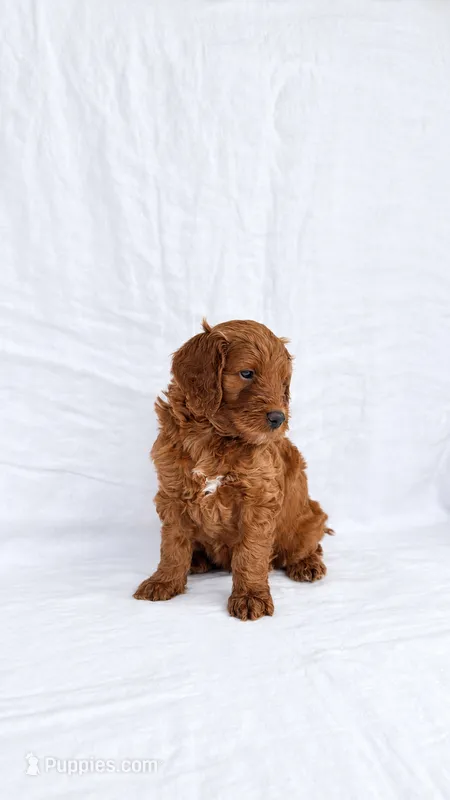 Boy Mini Goldendoodle  – Miniature Goldendoodle puppy for sale in Atlanta, GA