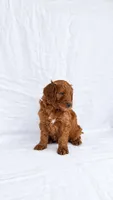 Boy Mini Goldendoodle , a male Miniature Goldendoodle for sale in Atlanta, GA – 1 of 2