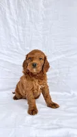 Boy Mini Goldendoodle , a male Miniature Goldendoodle for sale in Atlanta, GA – 2 of 2