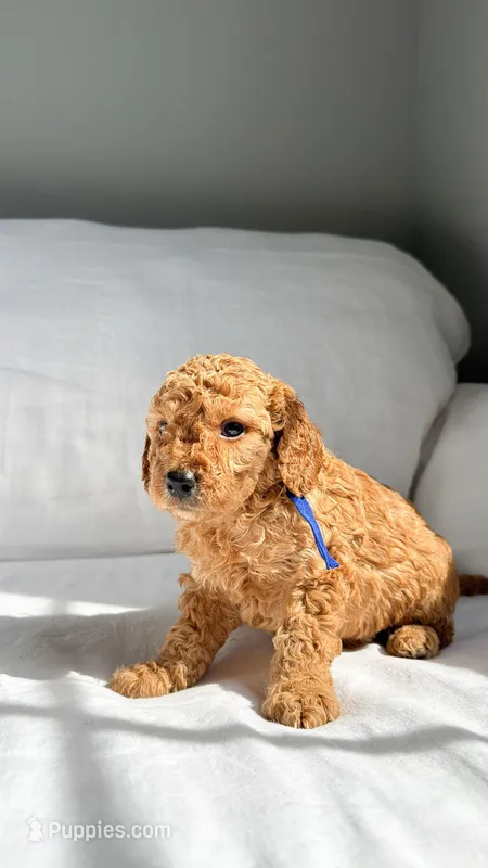 Mr. Blue  – Miniature Goldendoodle puppy for sale in Atlanta, GA