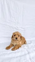 Girl Mini Goldendoodle , a female Miniature Goldendoodle for sale in Atlanta, GA – 2 of 2
