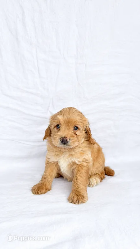 Girl Mini Goldendoodle  – Miniature Goldendoodle puppy for sale in Atlanta, GA