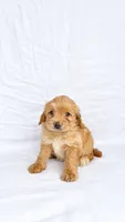 Girl Mini Goldendoodle , a female Miniature Goldendoodle for sale in Atlanta, GA – 1 of 2