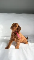 Mrs. Pink, a female Miniature Goldendoodle for sale in Atlanta, GA – Photo 2 of 2