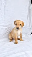 Boy Mini Goldendoodle , a male Miniature Goldendoodle for sale in Atlanta, GA – 2 of 2