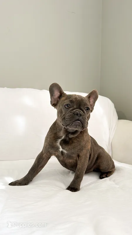 Blue Brindle French Bulldog
