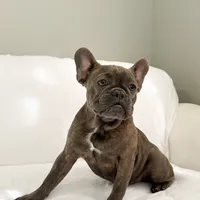 Blue Brindle French Bulldog, a female French Bulldog for sale in Atlanta, GA – Photo 1 of 3
