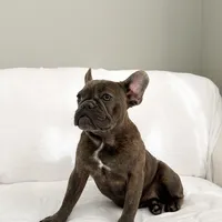 Blue Brindle French Bulldog, a female French Bulldog for sale in Atlanta, GA – Photo 2 of 3