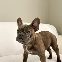 Blue Brindle French Bulldog, a female French Bulldog for sale in Atlanta, GA – Photo 3 of 3
