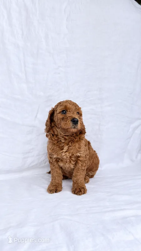 Girl Mini Goldendoodle  – Miniature Goldendoodle puppy for sale in Atlanta, GA