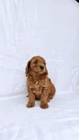 Girl Mini Goldendoodle , a female Miniature Goldendoodle for sale in Atlanta, GA – 1 of 2