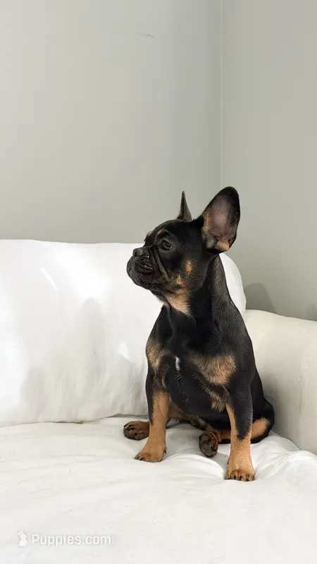 Black and Tan French Bulldog