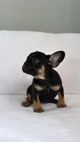 Black and Tan French Bulldog, a female French Bulldog for sale in Atlanta, GA – Photo 7 of 8