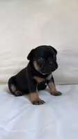 Black and Tan French Bulldog, a female French Bulldog for sale in Atlanta, GA – Photo 8 of 8