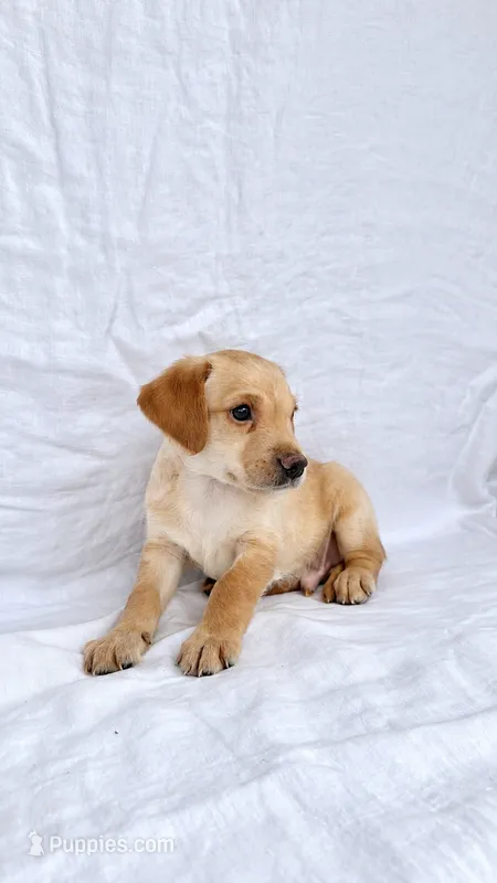 Boy Mini Goldendoodle  – Miniature Goldendoodle puppy for sale in Atlanta, GA