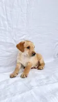 Boy Mini Goldendoodle , a male Miniature Goldendoodle for sale in Atlanta, GA – 1 of 2