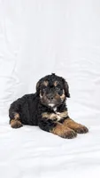 Girl Mini Goldendoodle , a female Miniature Goldendoodle for sale in Atlanta, GA – 2 of 2