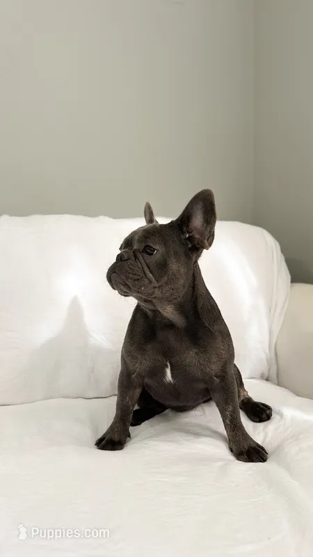 Blue French Bulldog