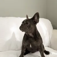 Blue French Bulldog, a female French Bulldog for sale in Atlanta, GA – Photo 1 of 2