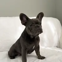 Blue French Bulldog, a female French Bulldog for sale in Atlanta, GA – Photo 2 of 2