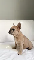 Fawn French Bulldog, a female French Bulldog for sale in Atlanta, GA – Photo 4 of 7