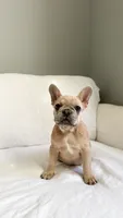 Fawn French Bulldog, a female French Bulldog for sale in Atlanta, GA – Photo 5 of 7