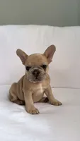 Fawn French Bulldog, a female French Bulldog for sale in Atlanta, GA – Photo 7 of 7