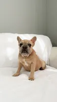 Fawn French Bulldog, a female French Bulldog for sale in Atlanta, GA – Photo 2 of 7
