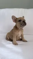 Fawn French Bulldog, a female French Bulldog for sale in Atlanta, GA – Photo 6 of 7