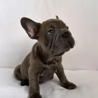 Blue Brindle French Bulldog, a male French Bulldog for sale in Atlanta, GA – Photo 5 of 8