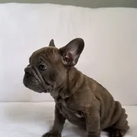 Blue Brindle French Bulldog, a male French Bulldog for sale in Atlanta, GA – Photo 7 of 8