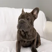 Blue Brindle French Bulldog, a male French Bulldog for sale in Atlanta, GA – Photo 2 of 8