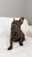 Blue Brindle French Bulldog, a male French Bulldog for sale in Atlanta, GA – Photo 2 of 8